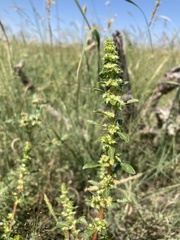 Amaranthus torreyi