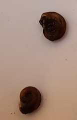 Planorbarius corneus