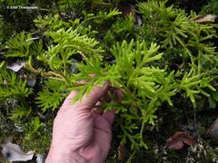 Austrolycopodium paniculatum