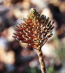 Aloe comptonii