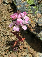 Collinsia tinctoria