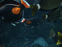 Acanthurus achilles