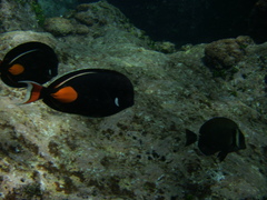 Acanthurus achilles