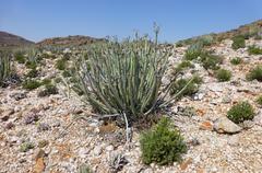 Euphorbia dregeana