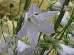 Campanula sarmatica
