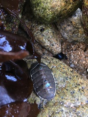 Chiton