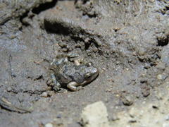 Cacosternum boettgeri