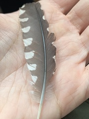 Melanerpes carolinus