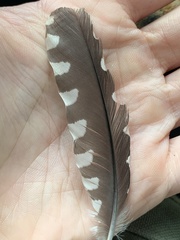 Melanerpes carolinus