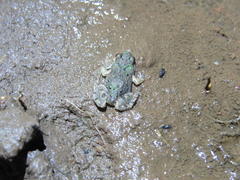 Cacosternum boettgeri
