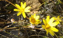 Osteospermum asperulum