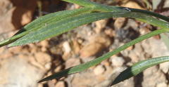 Osteospermum asperulum