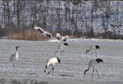 Grus japonensis