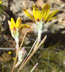 Osteospermum asperulum
