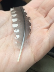 Melanerpes carolinus