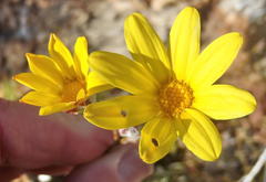Osteospermum asperulum