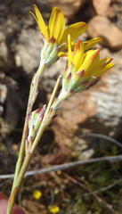 Osteospermum asperulum