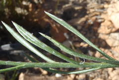 Osteospermum asperulum