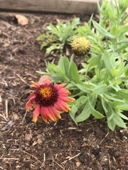 Gaillardia × grandiflora