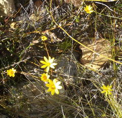 Osteospermum asperulum