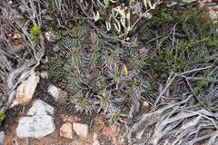 Euphorbia heptagona