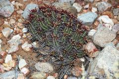 Euphorbia heptagona
