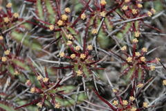 Euphorbia heptagona