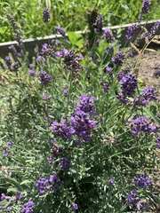 Lavandula