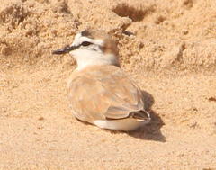 Charadrius marginatus arenaceus
