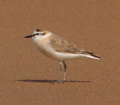 Charadrius marginatus arenaceus