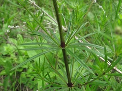 Asperula molluginoides