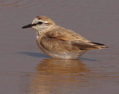 Charadrius marginatus arenaceus
