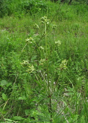 Asperula molluginoides