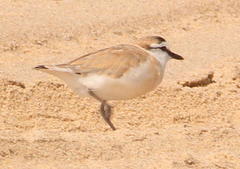 Charadrius marginatus arenaceus