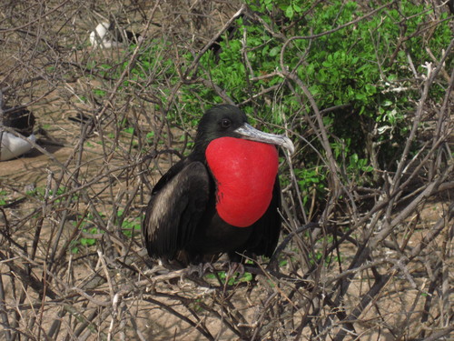 Fregata minor observed 2011-11-27