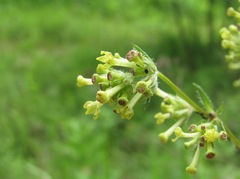 Asperula molluginoides