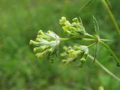 Asperula molluginoides