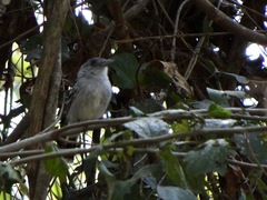 Thamnophilus pelzelni