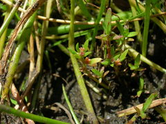 Crassula aquatica