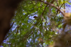 Passerina versicolor
