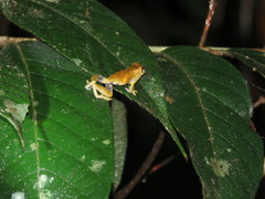 Dendropsophus brevifrons