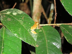 Dendropsophus brevifrons