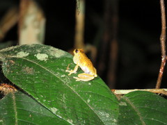 Dendropsophus brevifrons