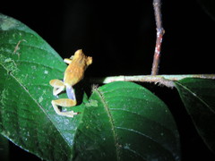 Dendropsophus brevifrons