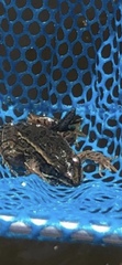 Lithobates pipiens
