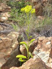 Kalanchoe paniculata