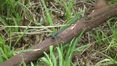 Pseudagrion salisburyense