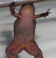 Xenopus gilli