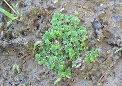 Azolla microphylla