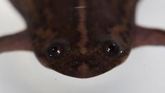 Xenopus gilli